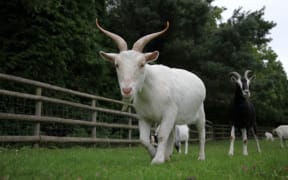 Goats in a paddock