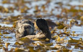 sea otters