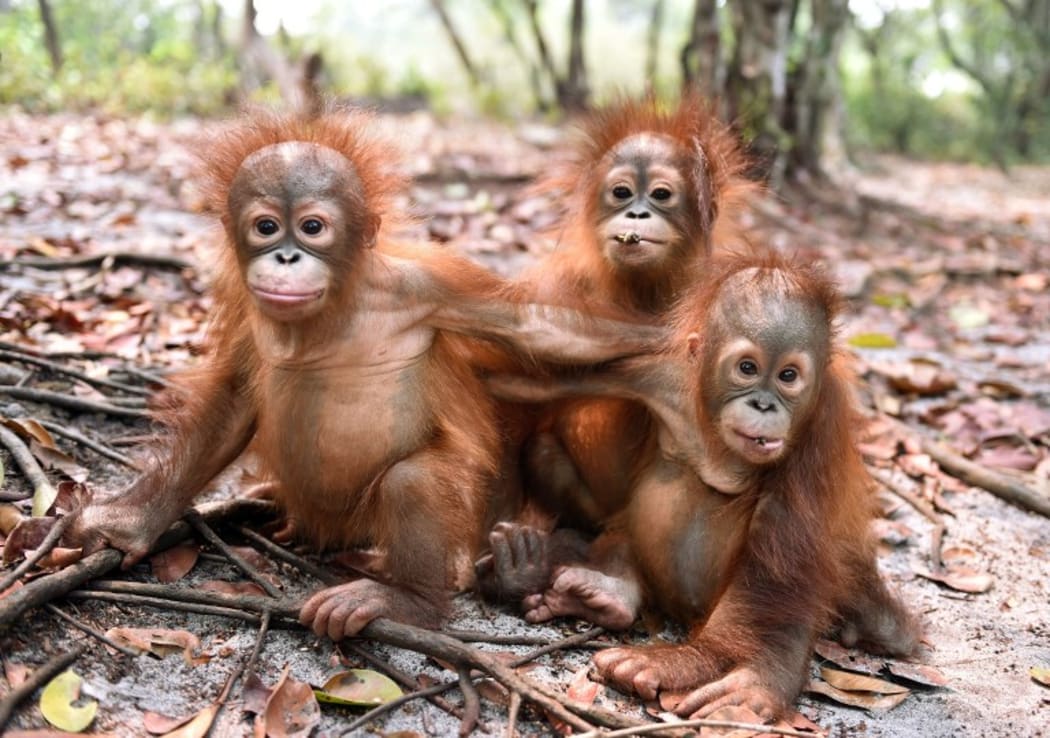 Baby orangutans