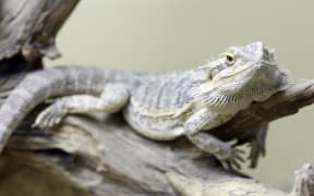 A bearded dragon in captivity.