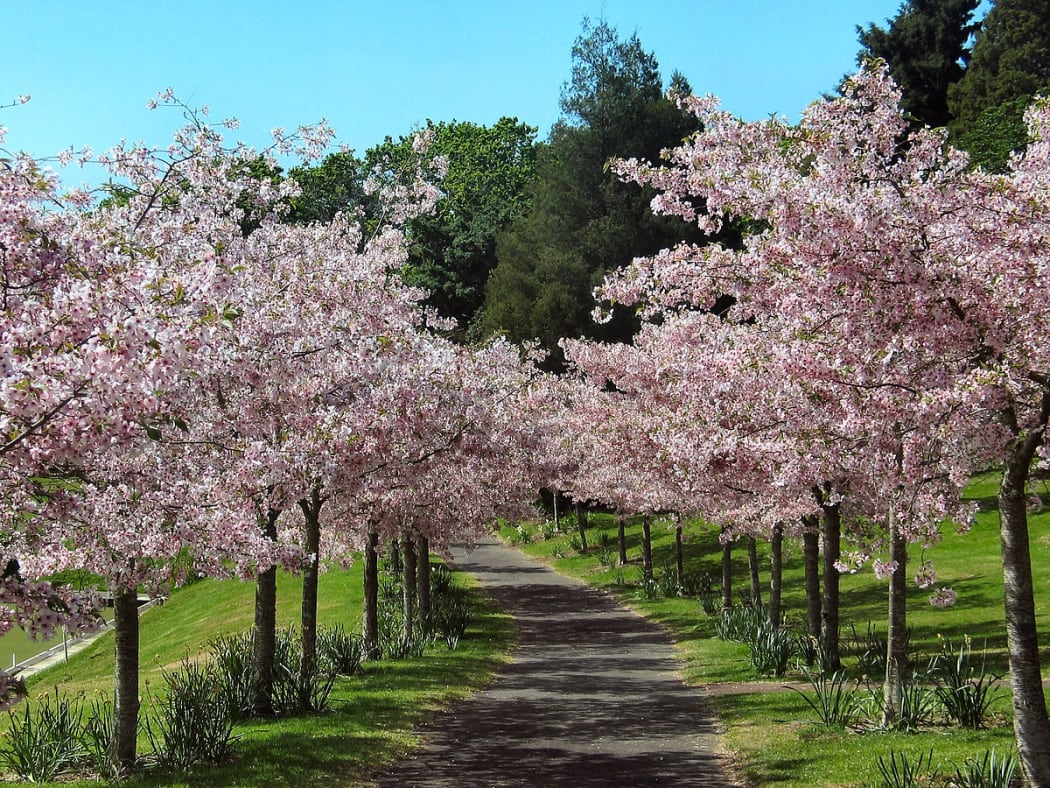 Auckland Domain in Spring