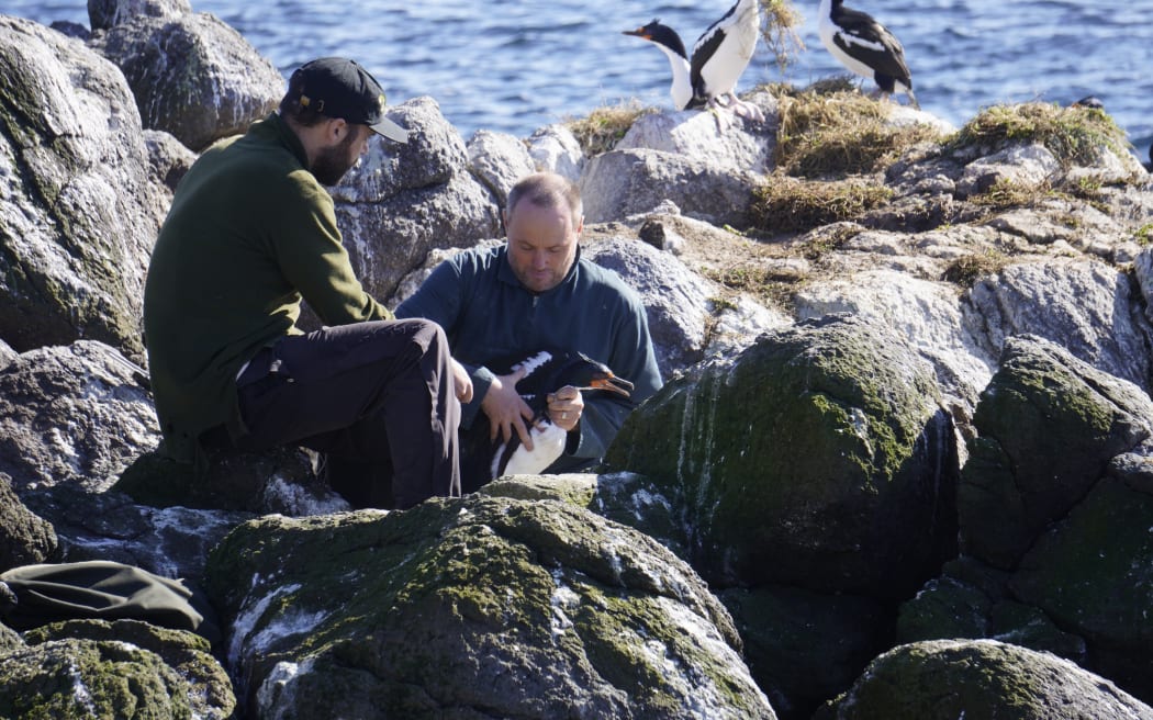 Mike Bell and Hamish Chisholm tag shag birds on Chatham Island.