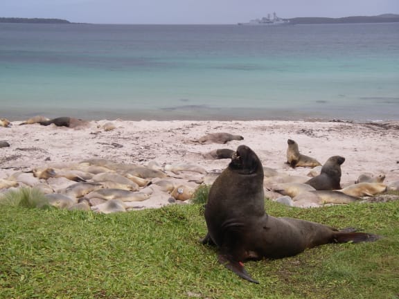 Sub-adult male sea lion