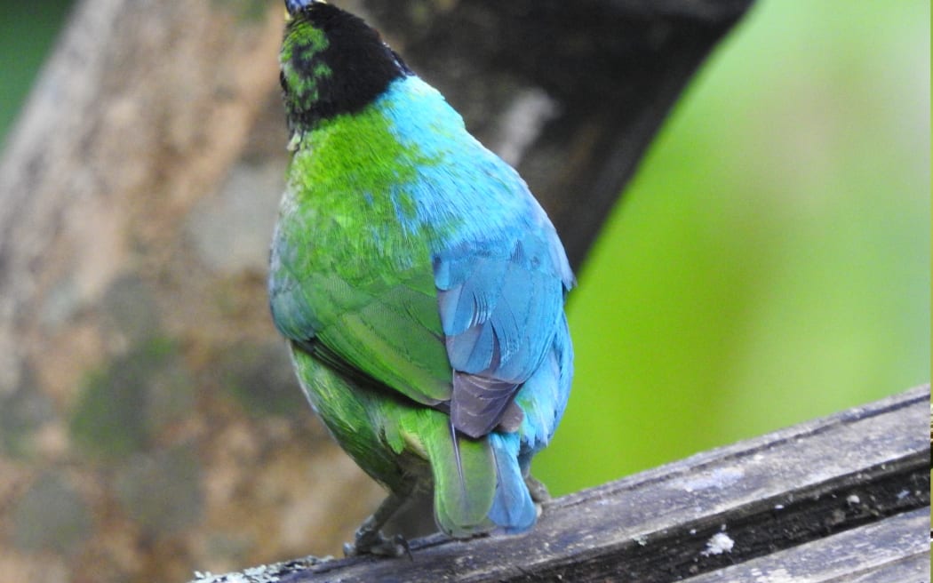 The bilaterally gynandromorphic Green Honeycreeper found near Manizales in Colombia.