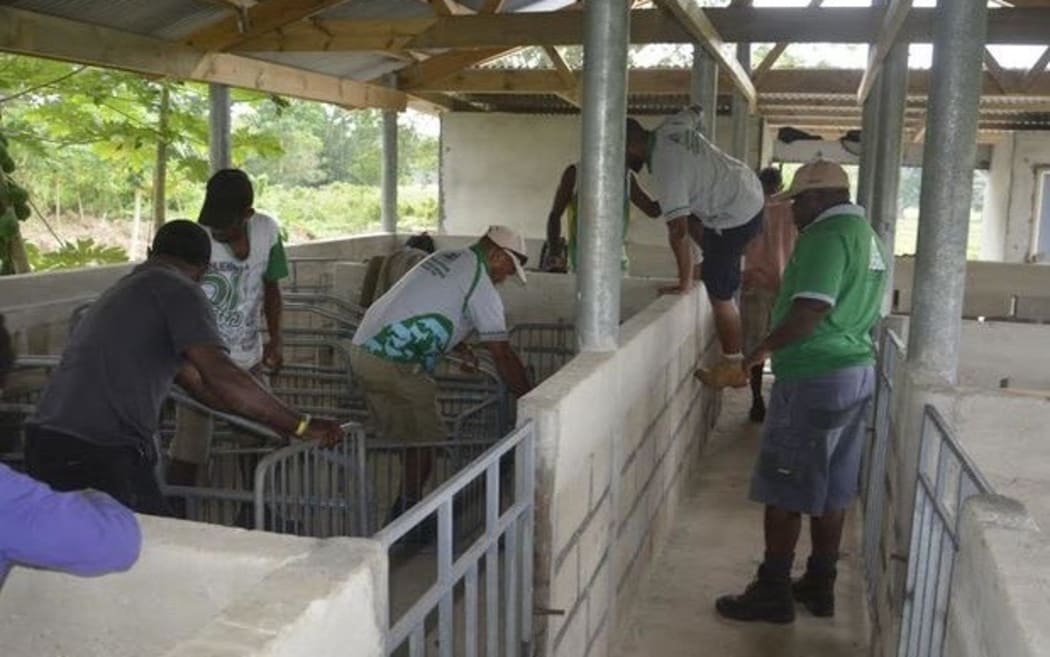 Livestock officers preparing pig breeding center in Vanuatu
