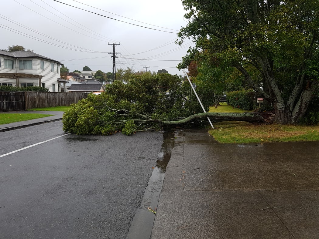A tree at One Tree Hill that was brought down by the storm.