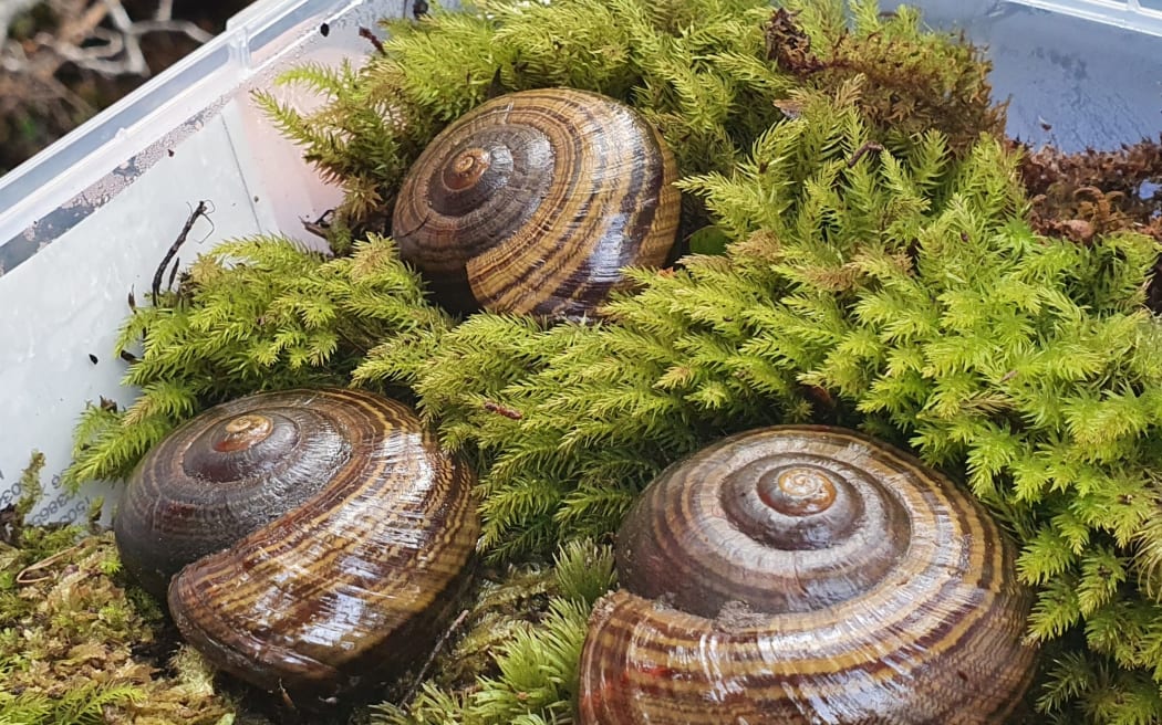 The image shows three large shiny brown snails on some greenery in a cooler box.