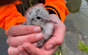 A small bird.