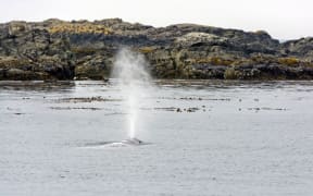 A gray whale spouting off the coast of Tofino which is a popular destination for tourists.