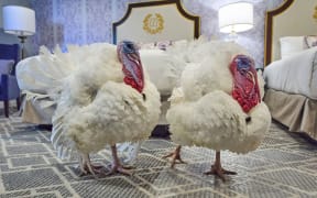 Turkeys Waddle and Gobble, who will receive a presidential pardon at the White House ahead of Thanksgiving, enjoy their room at the Willard InterContinental Hotel in Washington on November 24, 2025.