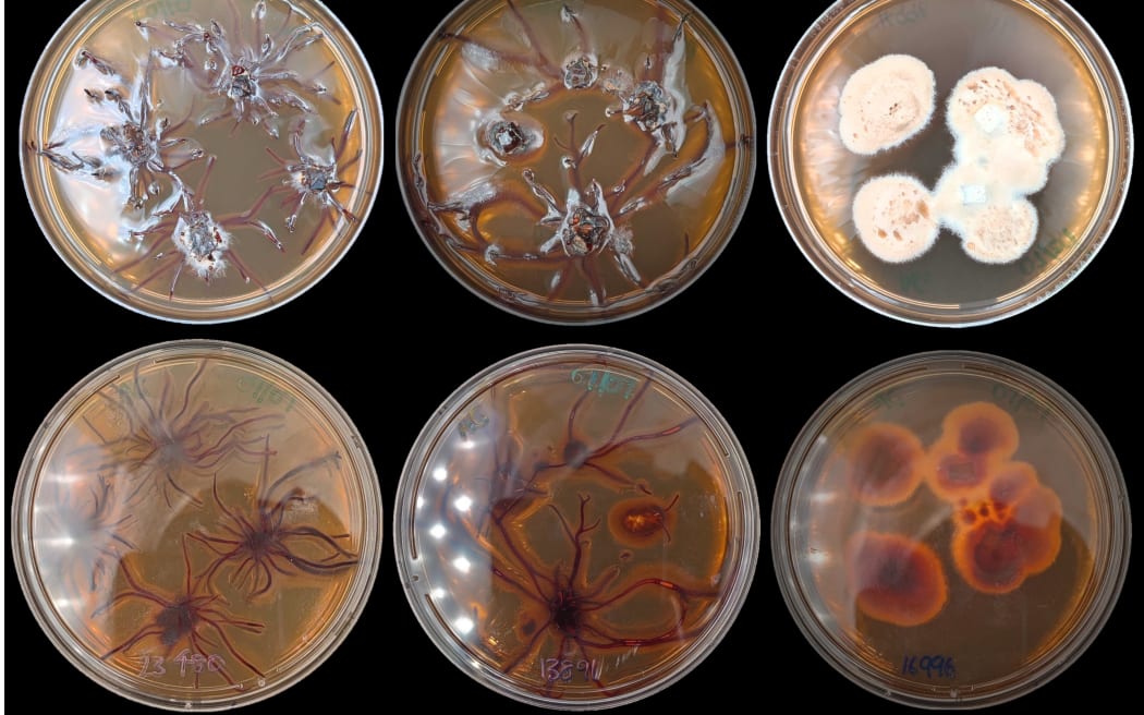 Six petri dishes with different Armillaria fungi growths.