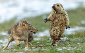 This photo of the moment before a fox snatched a marmot won Yonqing Bao top prize in the Wildlife Photographer of the Year for 2019.