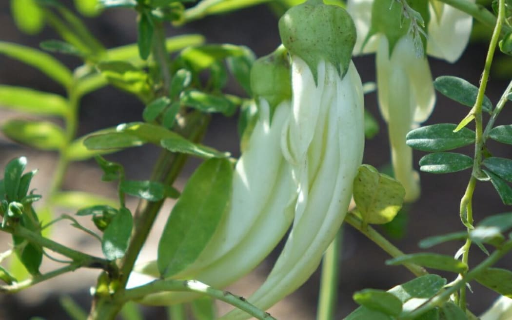 The white-flowered ngutukākā