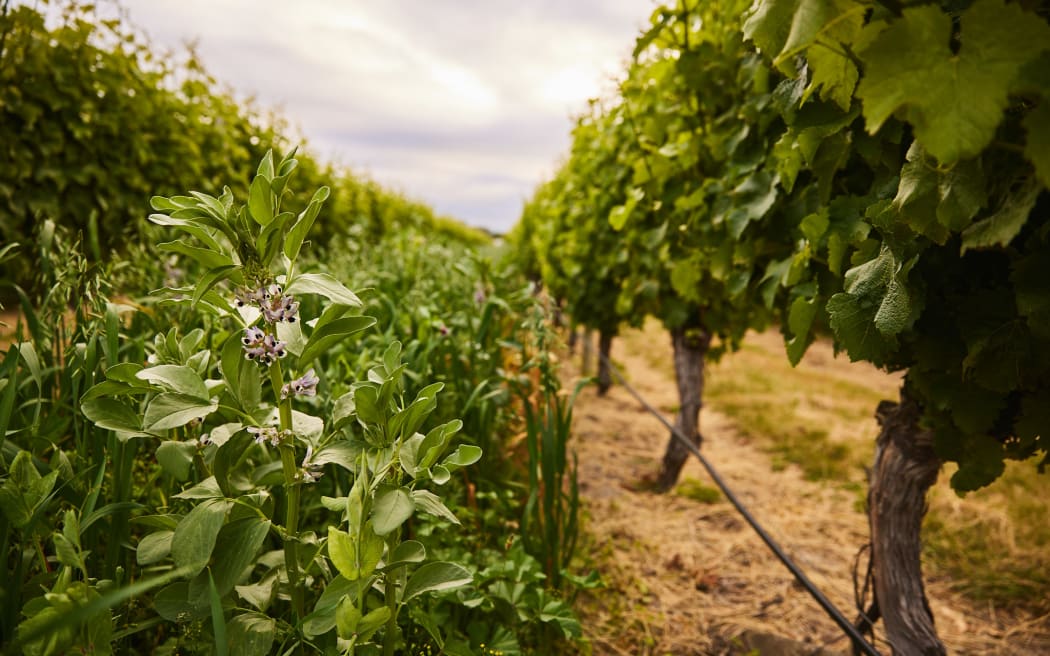 te Pā Wines