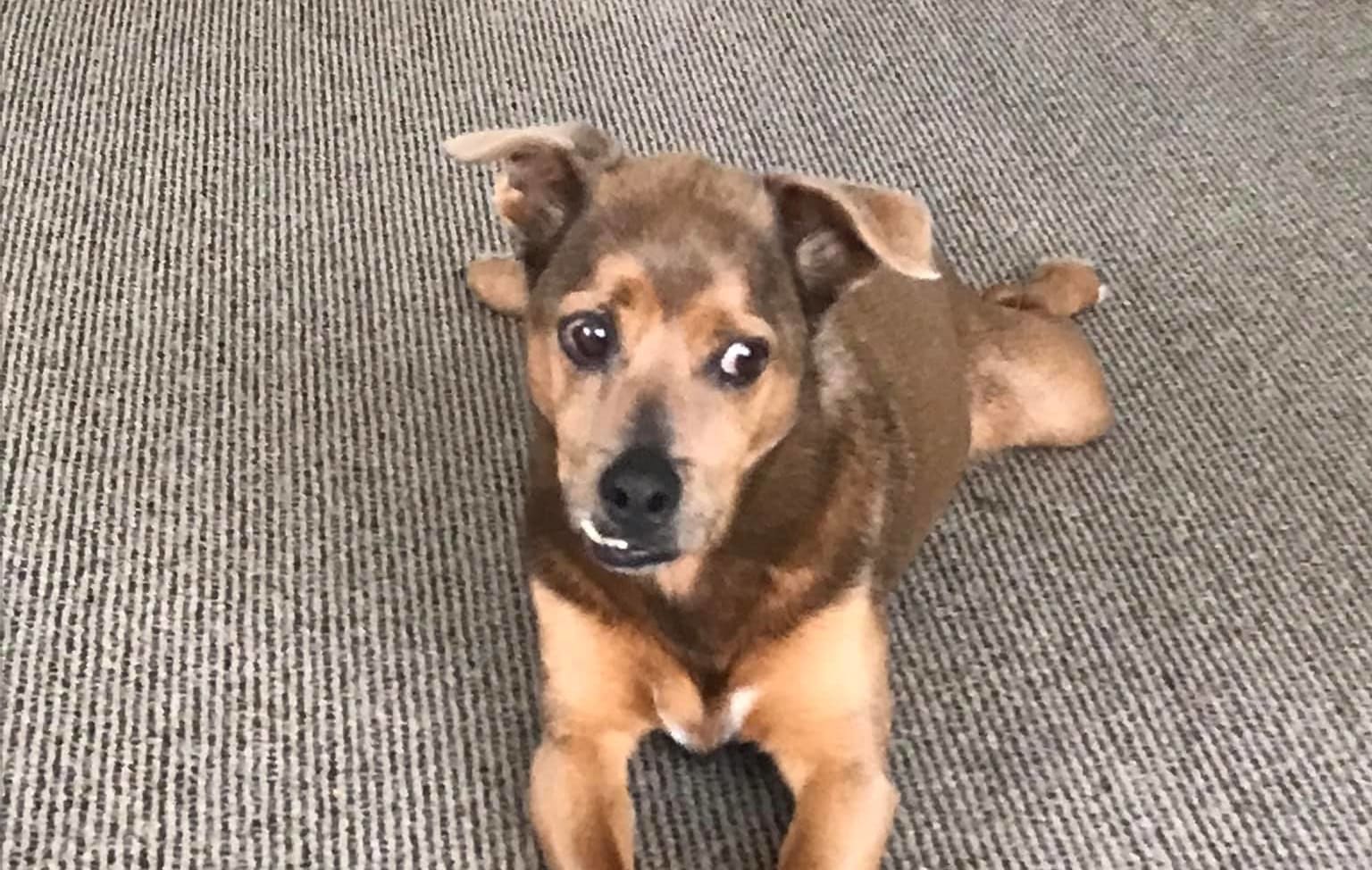 Saxon was found 6km from his home