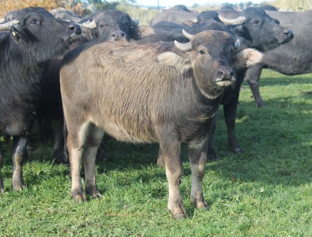 An image of a young member of the herd.