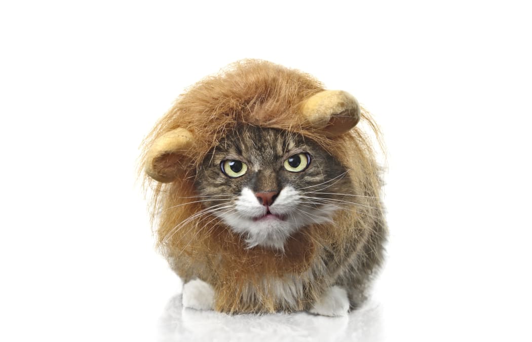 137311519 - longhair cat dressed up as a lion grumpy to the camera. isolated on white background.
