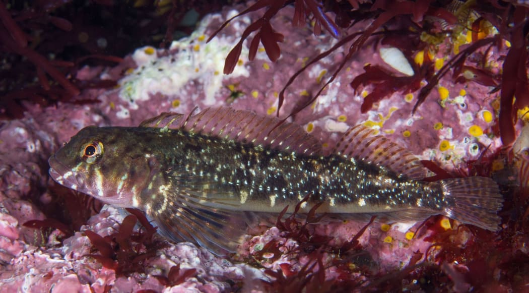 The stand-out performer for tolerating low oxygen or hypoxic conditions in the highest rock pools is the the triplefin called the twister.