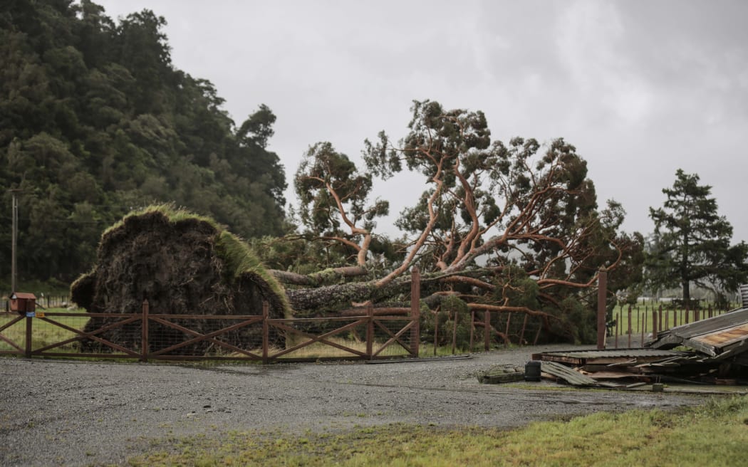 West Coast storm. Murray Wyatt's farm was smashed by the storm with sheds and hundred year old trees down.