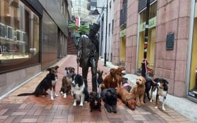 Good dogs of Wellington