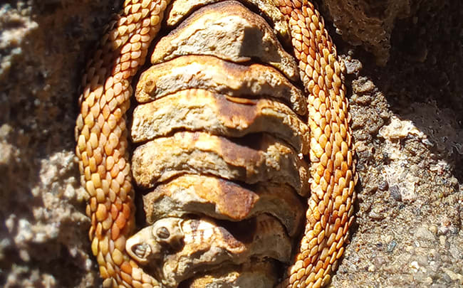 The snakeskin chiton 'Sypharochiton pelliserpentis', which is in the running for 'Mollusc of the Year 2021.'