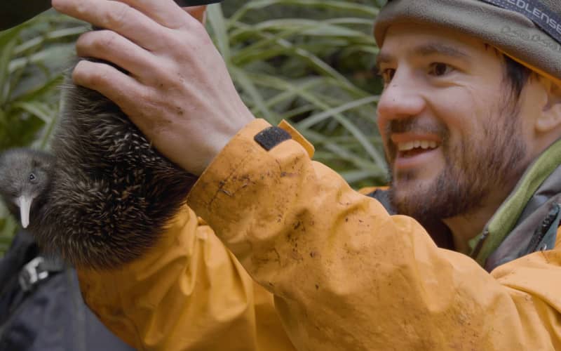 Pest control reverses 'downward slide to extinction' for kiwi | RNZ