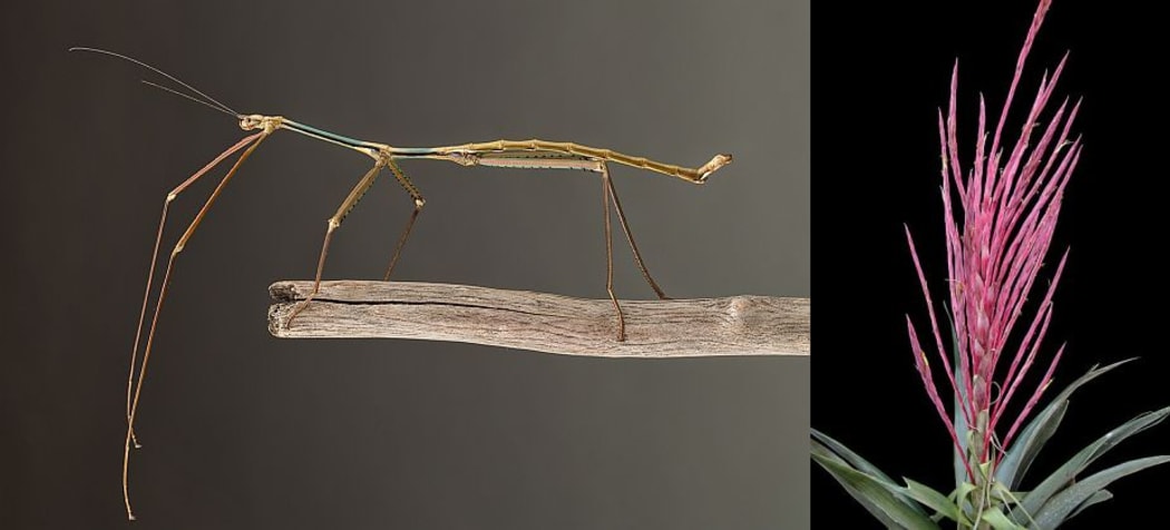 A male Vietnamese stick insect Phryganistria  tamdaoensis is nearly the length of a human forearm (left), and Mexican villagers have long known of the bromeliad Tillandsia religiosa but it is a new discovery to science.
