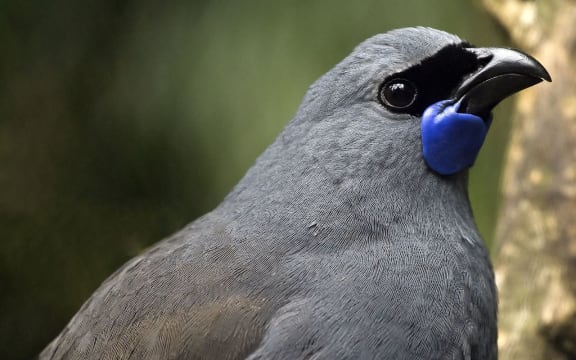 A North Island Kōkako (callaeas wilsoni) head in closeup.
