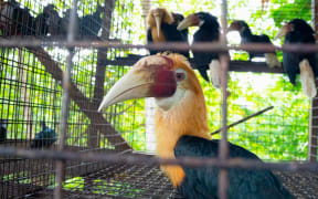 Solomon Islands is the Pacific region’s largest legal commercial exporter of wildlife for the exotic pet trade — a little-known but thriving industry that supports a vast network of trappers, village buyers and exporters across the country.