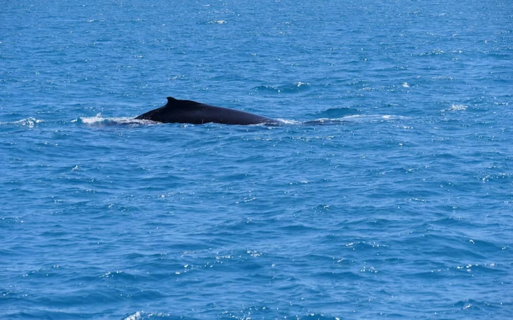 Experts believe the humpback whale population now numbers more than 40,000.