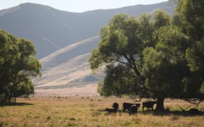Molesworth Station