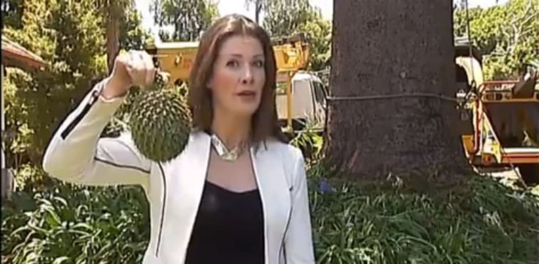 PItcure of "killer tree" and pineapple-size pinecones on 3 News.