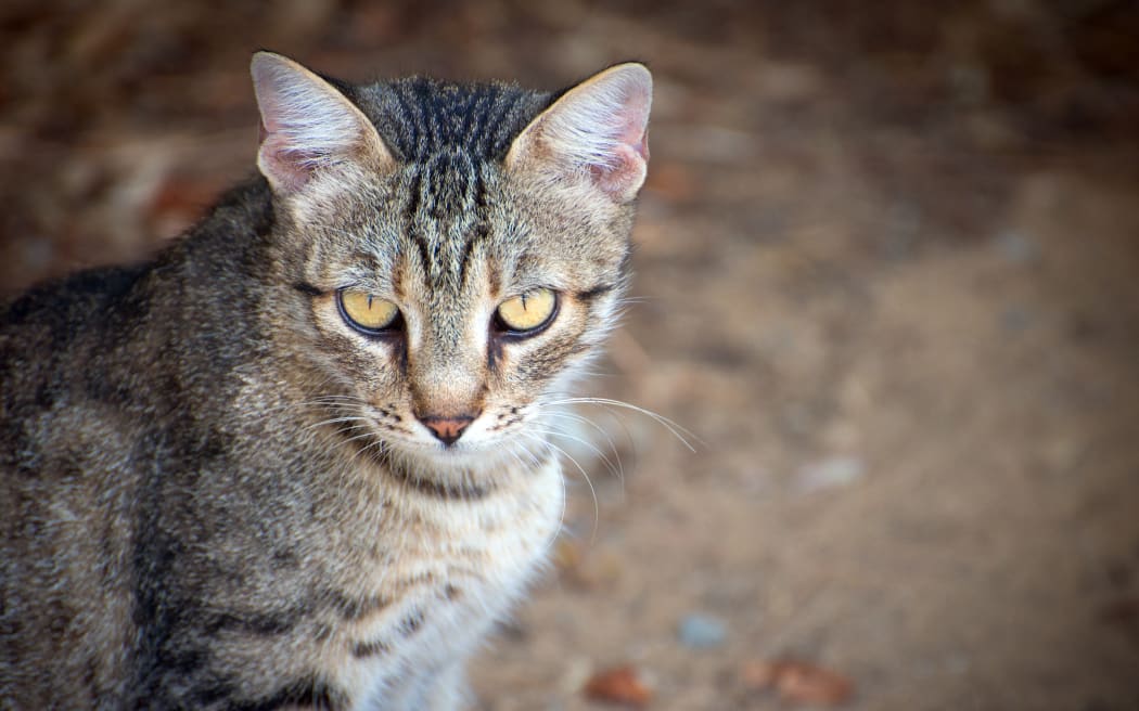 feral cat