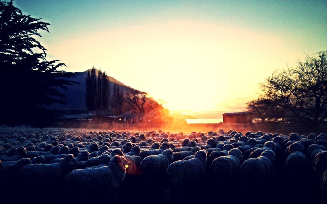 On Mt Nicholas Station, Mt Nicholas Station, the shearing gang rises early to shear 200 sheep a day