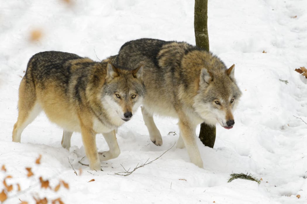 The emergence of wolves in Denmark has become a cause for concern for farmers and animal breeders.