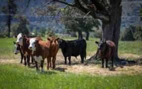Canterbury region farms