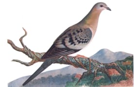 Illustration of a female Passenger Pigeon, from the book Orthogenetic Evolution in the Pigeons (1920).