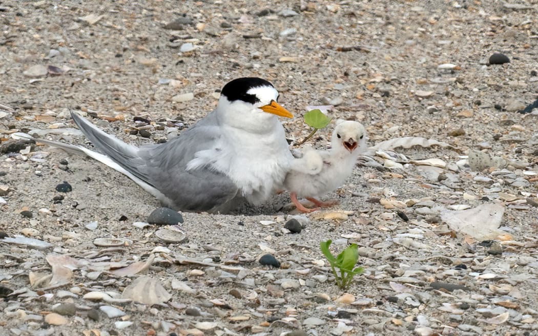 A tara iti chick steps briefly out of its nest at Waipū to explore. Photo: Supplied / Darren Markin