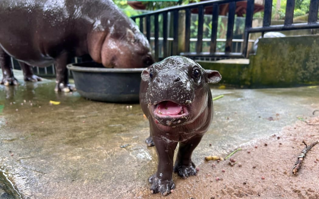 Thailand's pygmy hippo Moo Deng when she was a baby last year. The famous hippo turns one on Thursday, 10 July 2025.