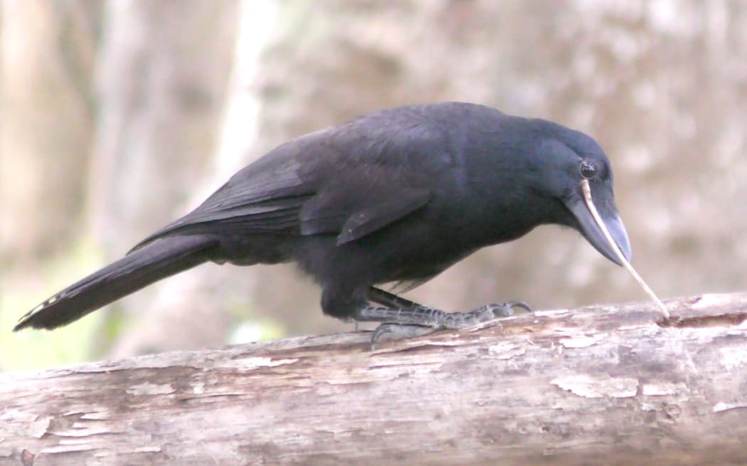 A juvenile New Caledonian crow.