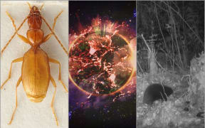 Left to right: Anophthalmus hitleri, illustration of a star exploding,  Sir David's long-beaked echidna.