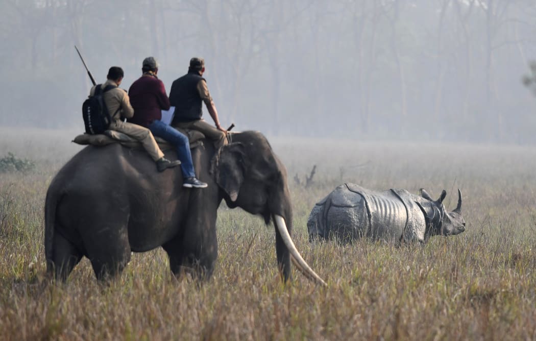 Indian forestry officials on an elephant look at a one-horn rhino as they conduct a census of the endangered species at the Pobitora Wildlife Sanctuary, some 45km from Guwahati, March 18, 2018.
