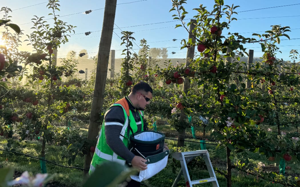 Tātau Tātau o Te Wairoa also celebrated its first commercial apple harvest this year.