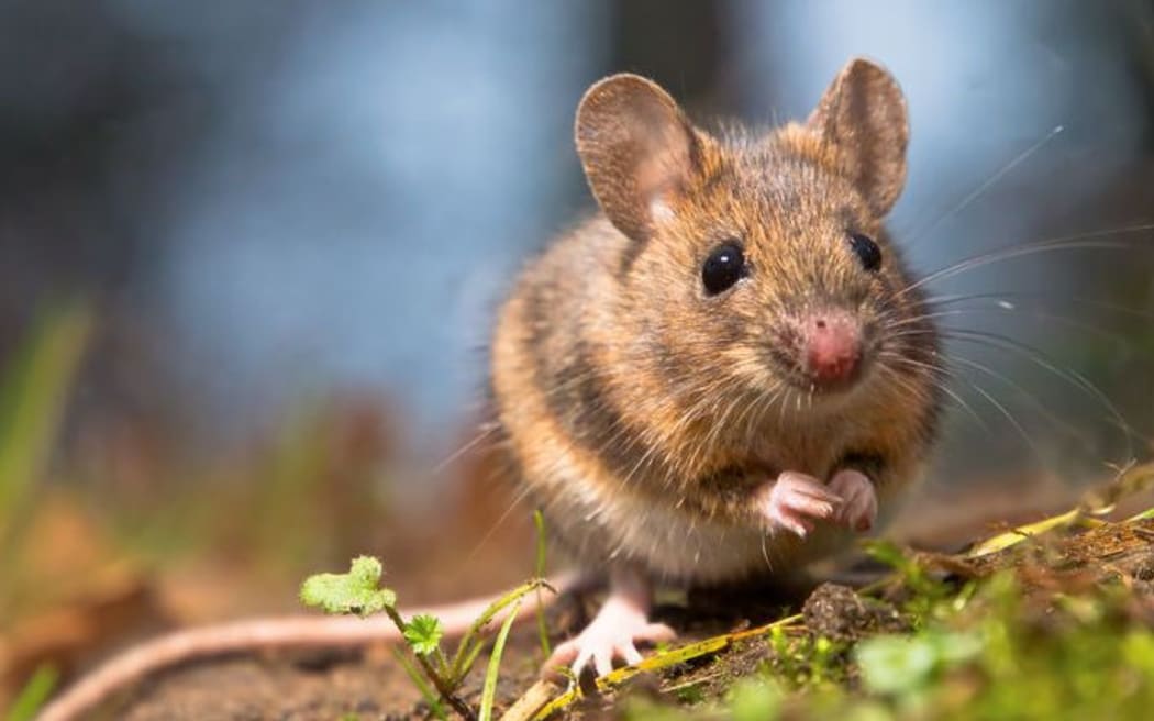 Mice eradicated from Antipodes Island | RNZ News