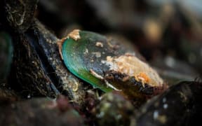 Green-lipped mussels.