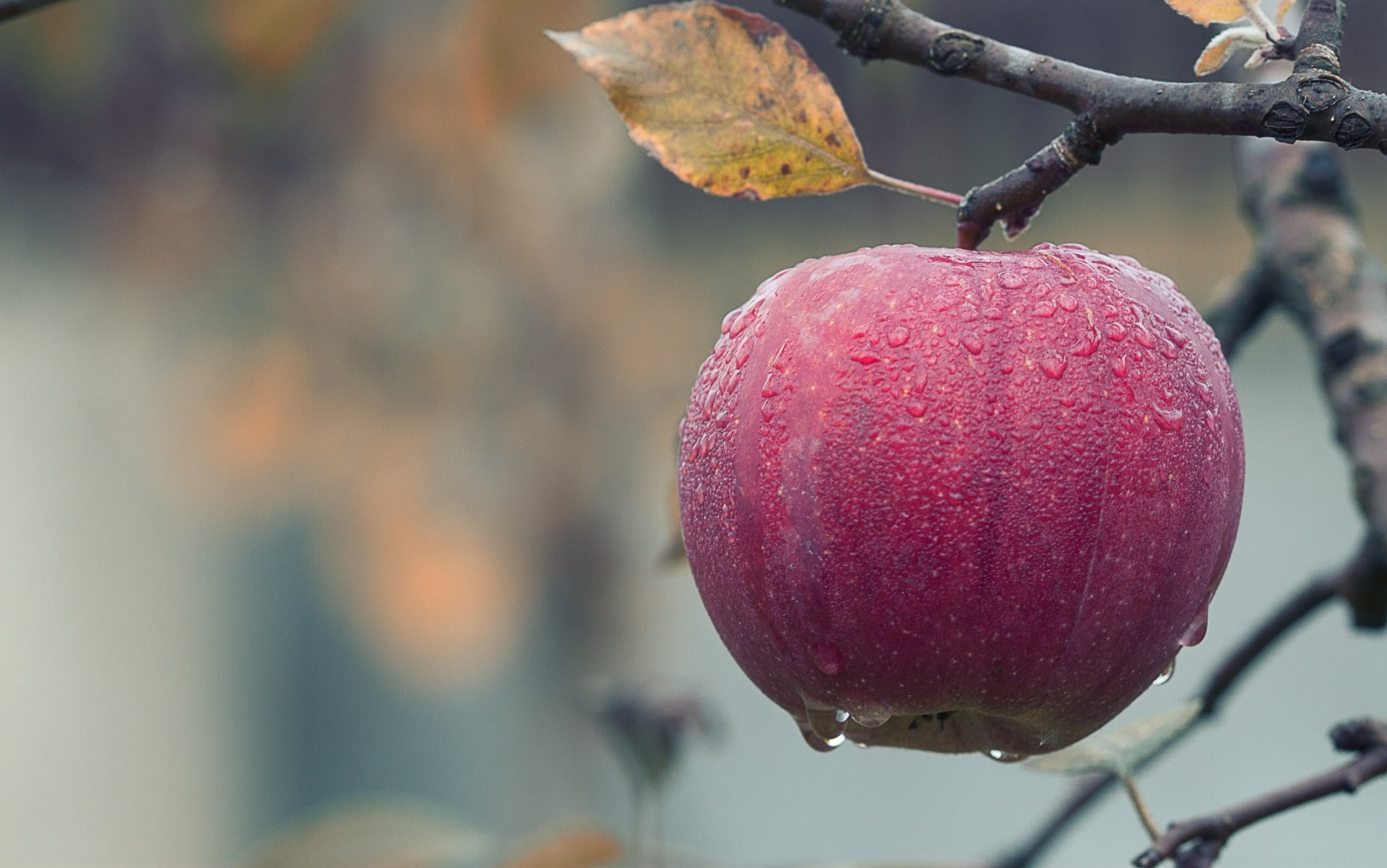 Apple on branch