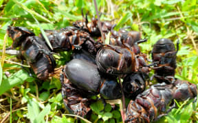 Coconut rhino beetle