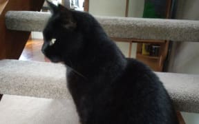 Moss the cat