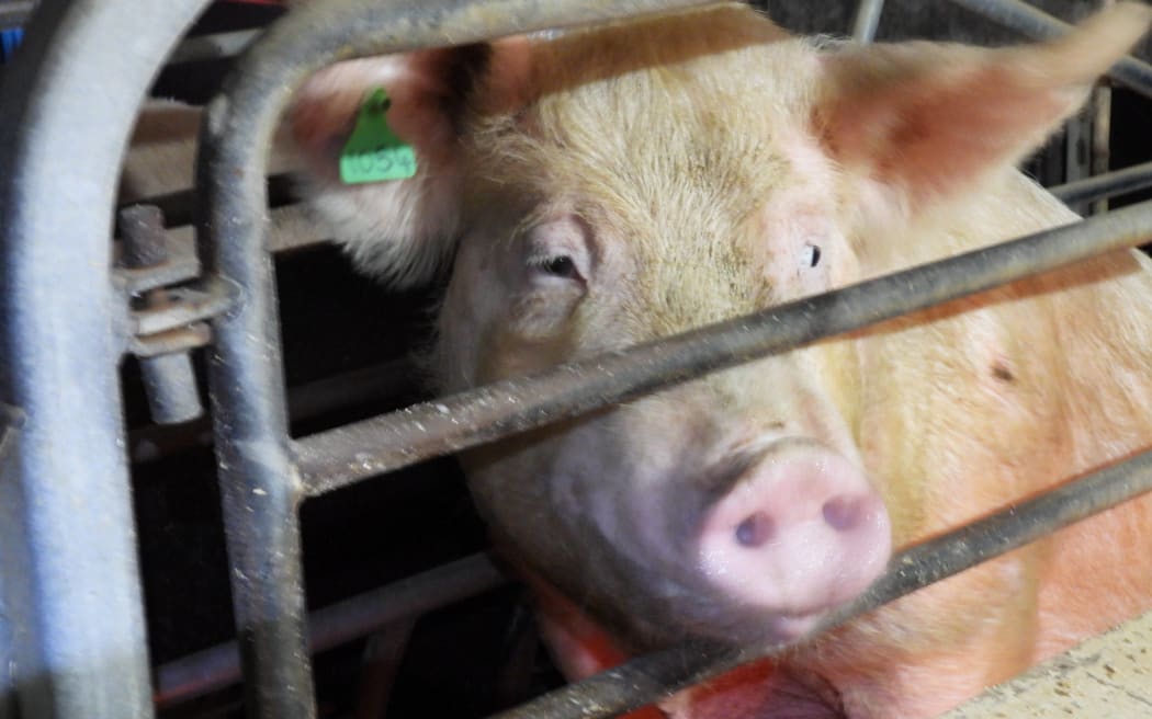 A sow pig inside a farrowing crate will be allowed to remain inside it for up to a week under new rules, down from 33 days.