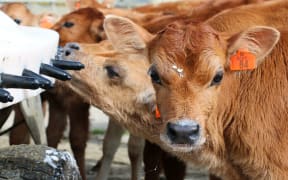 Calving on coastal dairy farms in Southland is about half way through.